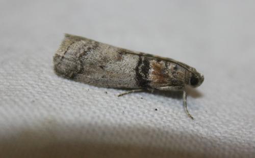 Sciota rhenella