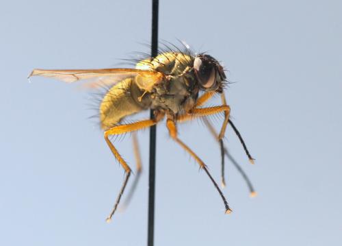 Helina impuncta
