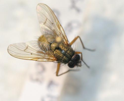 Helina impuncta