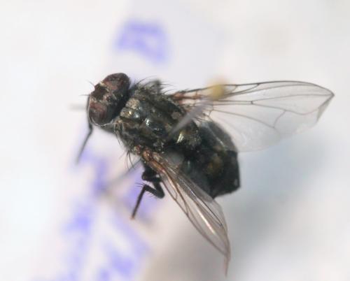 Réf. 109 455 : Dasyphora albofasciata