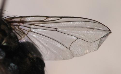 Réf. 109 456 : Dasyphora albofasciata
