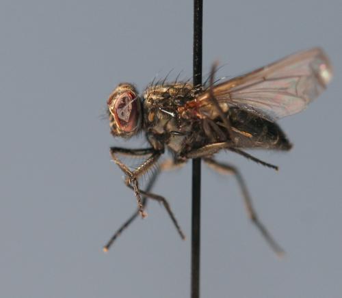 Réf. 109 457 : Dasyphora albofasciata