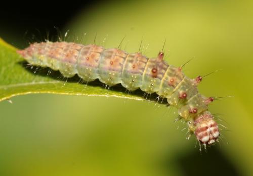 Drepana falcataria
