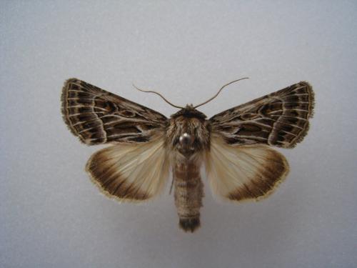 Réf. 109 742 : Thalpophila vitalba