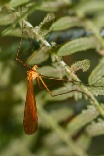Bittacus italicus