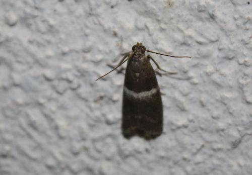 Réf. 109 569 : Elegia similella