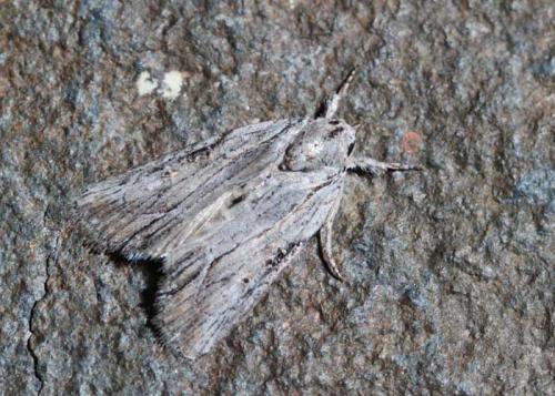 Bryophila raptricula