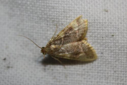 Hypsopygia costalis