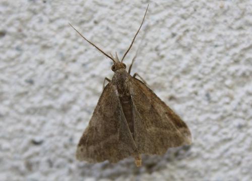 Réf. 109 362 : Synaphe punctalis