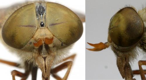 Réf. 109 659 : Atylotus loewianus