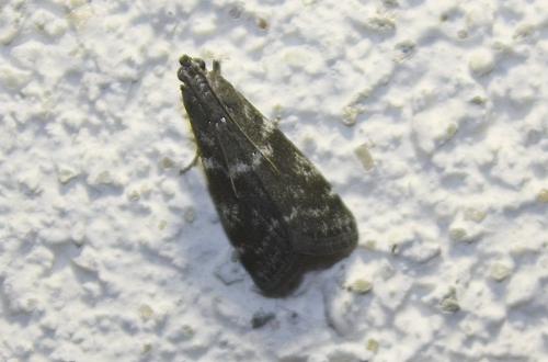 Réf. 109 730 : Assara terebrella