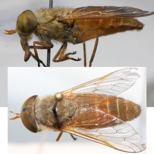 Réf. 109 658 : Atylotus loewianus