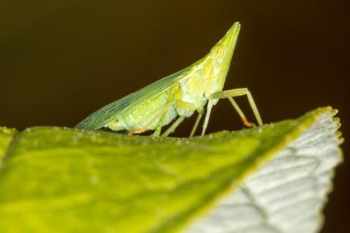 Dictyophara europaea
