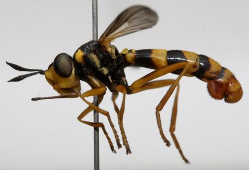 Réf. 109 242 : Conops vitellinus