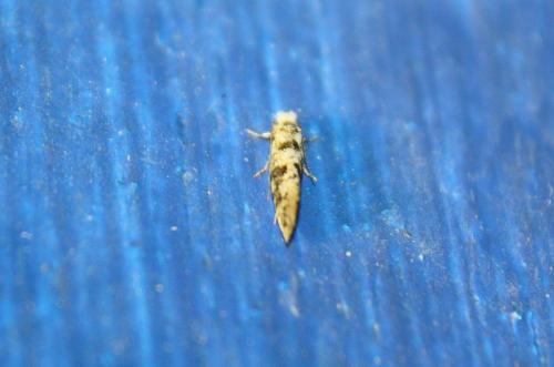 Infurcitinea sp.