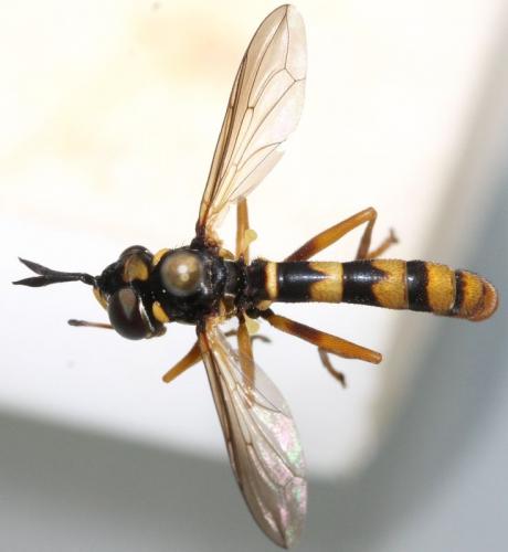 Réf. 109 243 : Conops vitellinus