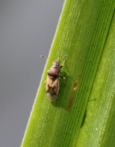 Cymus aurescens