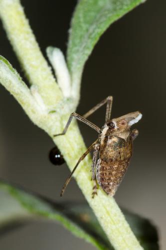 Bursinia sp.