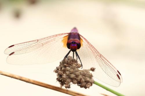 Trithemis annulata
