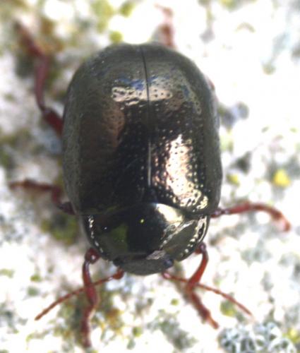 Réf. 109 281 : Chrysolina bankii