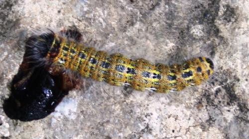 Réf. 109 280 : Phalera bucephala