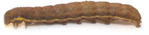 Lacanobia oleracea