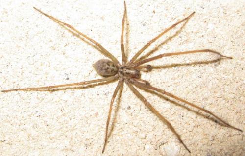 Tegenaria domestica