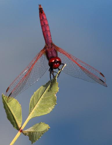 Réf. 109 820 : Trithemis annulata