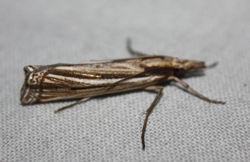 Réf. 109 762 : Ancylolomia sp.