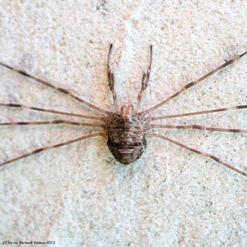 Réf. 109 933 : Dicranopalpus ramosus