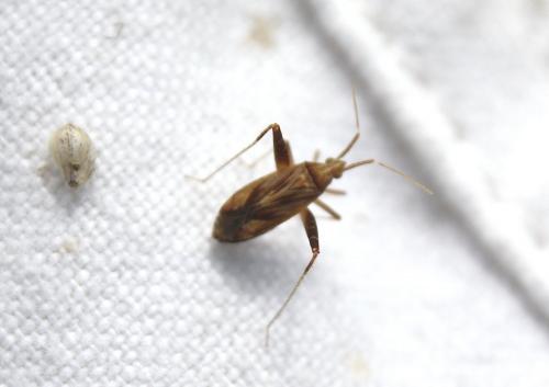 Phytocoris sp.