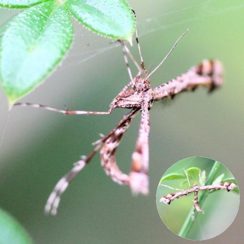 Amblyptilia acanthadactyla