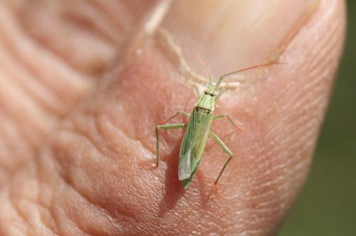 Stenodema calcarata
