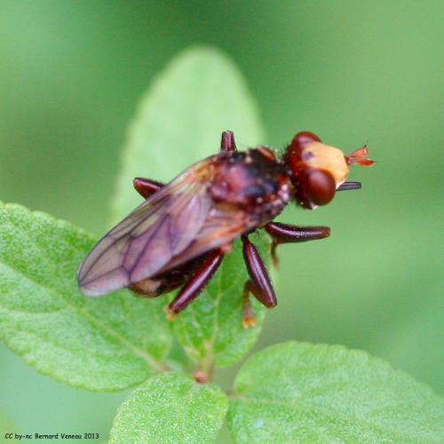 Réf. 109 966 : Sicus sp.