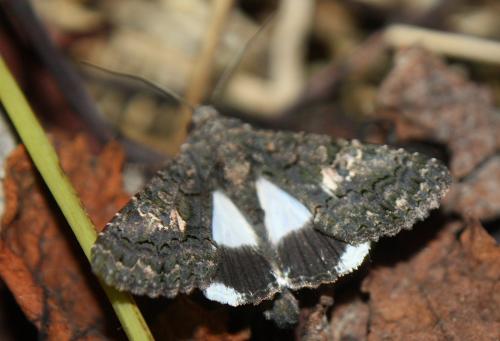 Aedia leucomelas