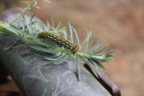 Hyles euphorbiae