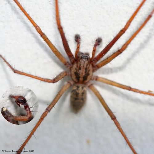Eratigena saeva