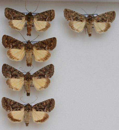 Thalpophila matura