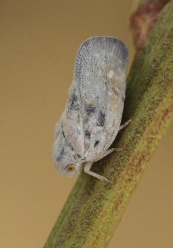 Metcalfa pruinosa
