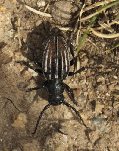 Iberodorcadion pyrenaeum