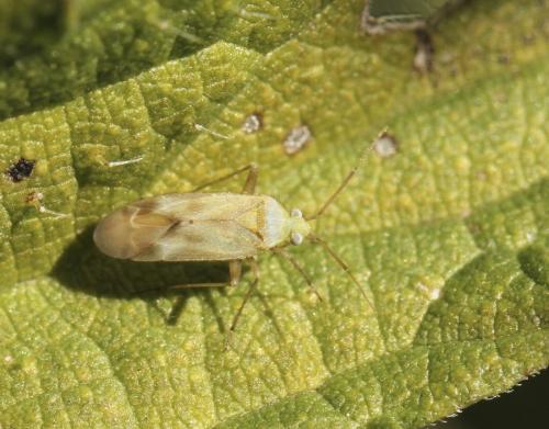 Megalocoleus sp.