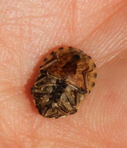 Eurygaster testudinaria