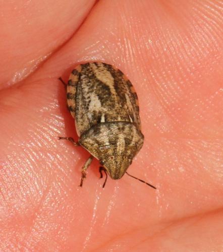 Eurygaster testudinaria