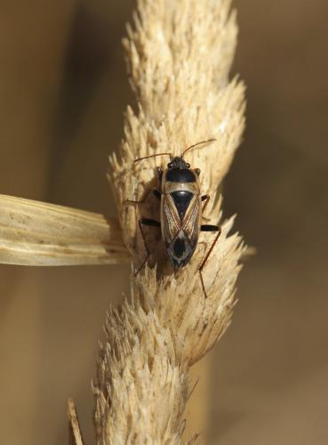 Réf. 109 108 : Xanthochilus sp.