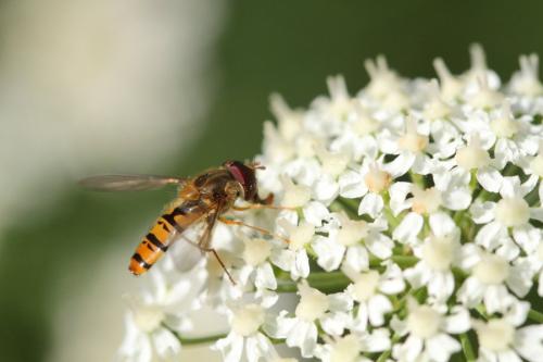 Episyrphus balteatus