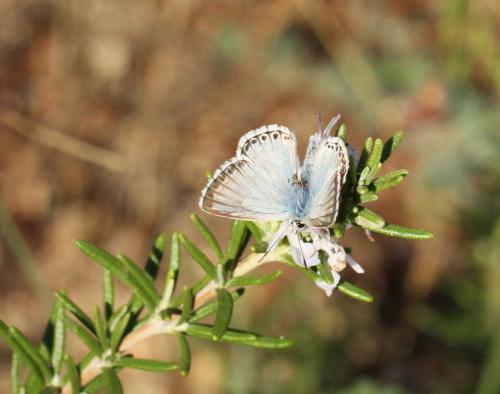 Réf. 109 436 : Polyommatus hispana