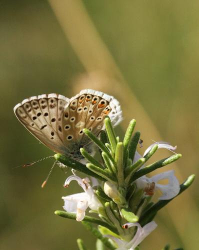 Réf. 109 437 : Polyommatus hispana