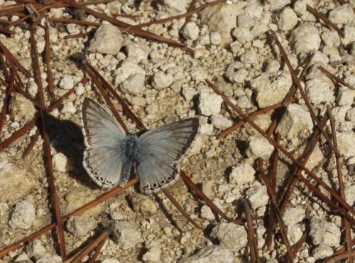 Réf. 109 438 : Polyommatus hispana