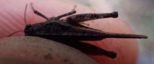 Tetrix ceperoi ceperoi