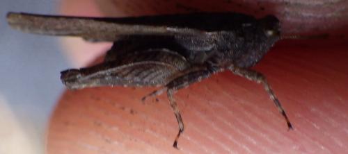 Tetrix ceperoi ceperoi